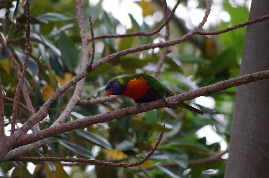 rainbow_lorikeet